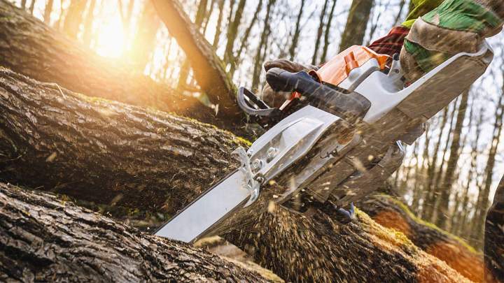 Abattage d'arbre Champagne-sur-Seine
